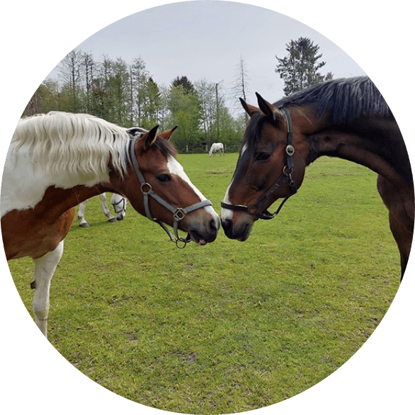 reitundfahr verein ochtrup derby community einstiegsbild reitundfahr verein ochtrup derby community einstiegsbild